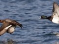 Lesser Scaup