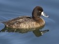 Lesser Scaup