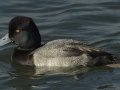 Lesser Scaup