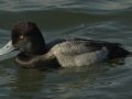 Lesser Scaup