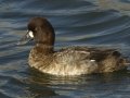 Lesser Scaup