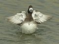 Lesser Scaup
