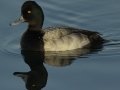 Lesser Scaup