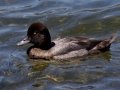 Lesser Scaup
