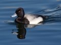 Lesser Scaup