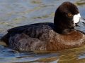 Lesser Scaup