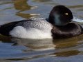 Lesser Scaup