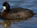 Lesser Scaup