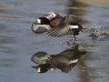 Lesser Scaup