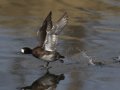 Lesser Scaup
