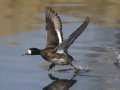 Lesser Scaup