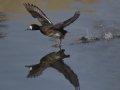 Lesser Scaup