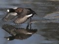 Lesser Scaup