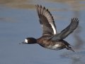 Lesser Scaup