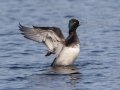 Lesser Scaup - Lake Murray