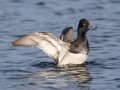 Lesser Scaup - Lake Murray