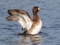 Lesser Scaup - Lake Murray
