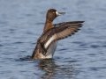 Lesser Scaup - Lake Murray