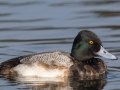 Lesser Scaup - Lake Murray
