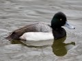 Lesser Scaup