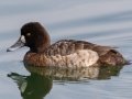 Lesser Scaup