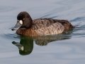 Lesser Scaup