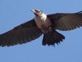 Lewis's Woodpecker