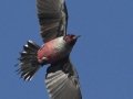 Lewis's Woodpecker