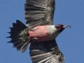 Lewis's Woodpecker