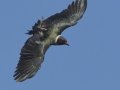 Lewis's Woodpecker