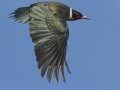 Lewis's Woodpecker