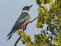 Lewis's Woodpecker