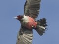 Lewis's Woodpecker