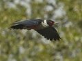 Lewis's Woodpecker