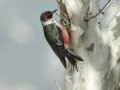 Lewis's Woodpecker