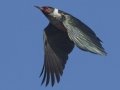 Lewis's Woodpecker