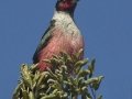 Lewis's Woodpecker