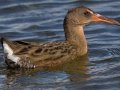 Ridgway's Rail