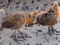 Ridgway's Rail