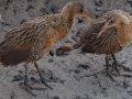 Ridgway's Rail