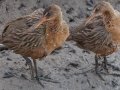 Ridgway's Rail