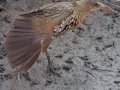 Ridgway's Rail