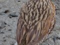 Ridgway's Rail