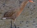 Ridgway's Rail