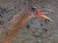 Ridgway's Rail