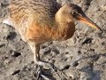 Ridgway's Rail