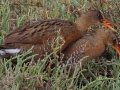 Ridgway's Rail