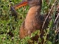 Ridgway's Rail