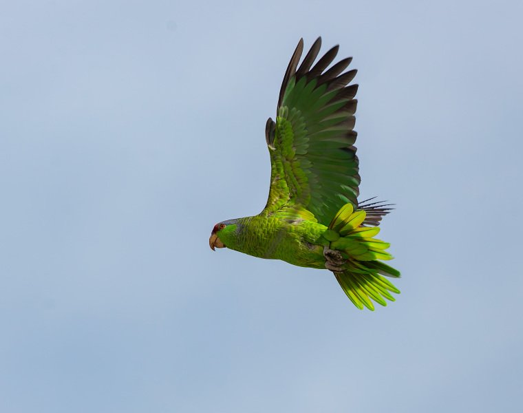 Lilac-crowned Amazon - Point Loma Residential Area - Upper, San Diego, California, 1/22/2015