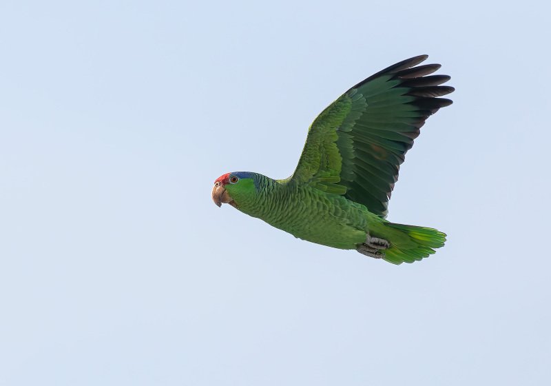 Lilac-crowned Amazon - Point Loma Residential Area - Upper, San Diego, California, 1/22/2015